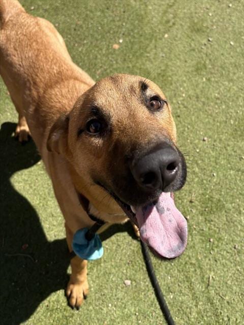Photo of Lotso, adoptable German Shepherd Dog in Phoenix, Arizona