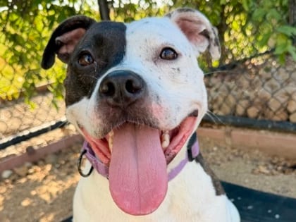 Photo of Wind, adoptable dog in Georgetown, Texas