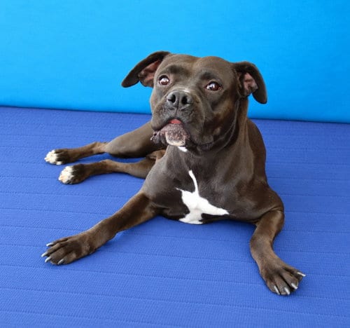 Photo of Sparrow, adoptable Boxer in Pasadena, California