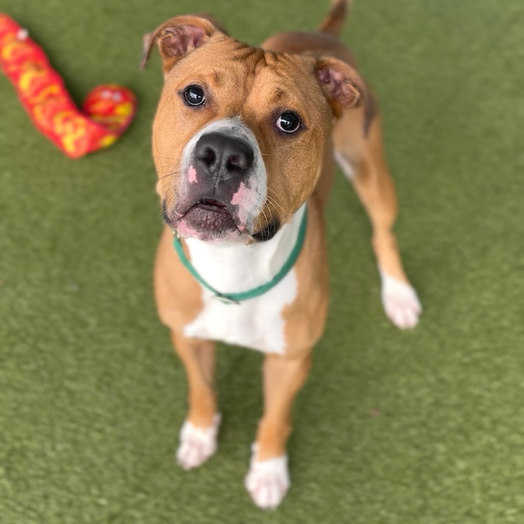 Photo of Franklin, adoptable Mixed Breed (Medium) in Greensboro, North Carolina