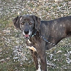 Photo of Clara, adoptable Labrador Retriever Pointer in Chicopee, Massachusetts