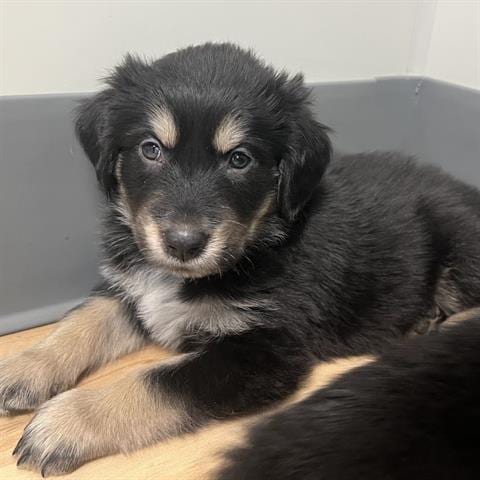 Photo of A139346, adoptable Golden Retriever in San Martin, California