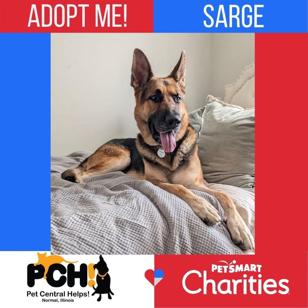 Photo of Sarge, adoptable Shepherd, German in Normal, Illinois