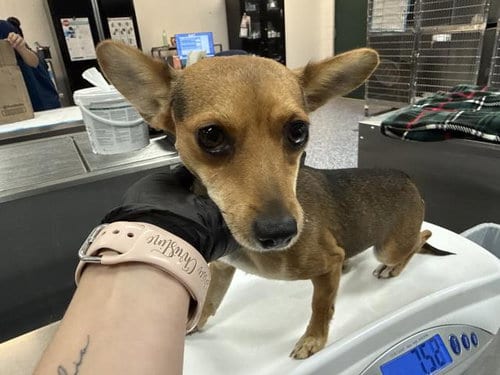 Photo of Toby, adoptable Chihuahua in Thousand Palms, California