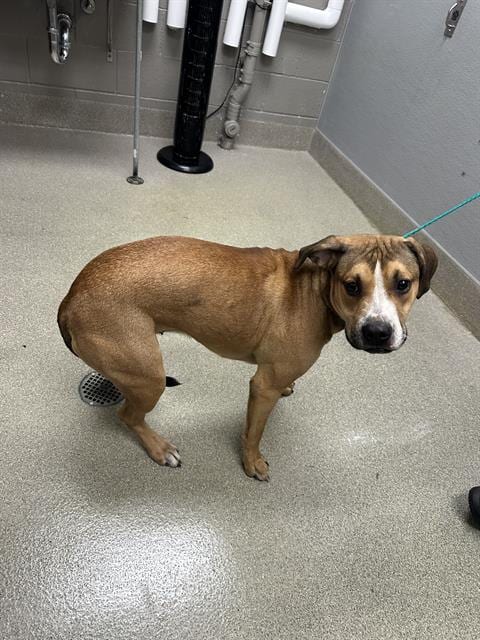 Photo of Dani, adoptable Labrador Retriever in Las Vegas, Nevada
