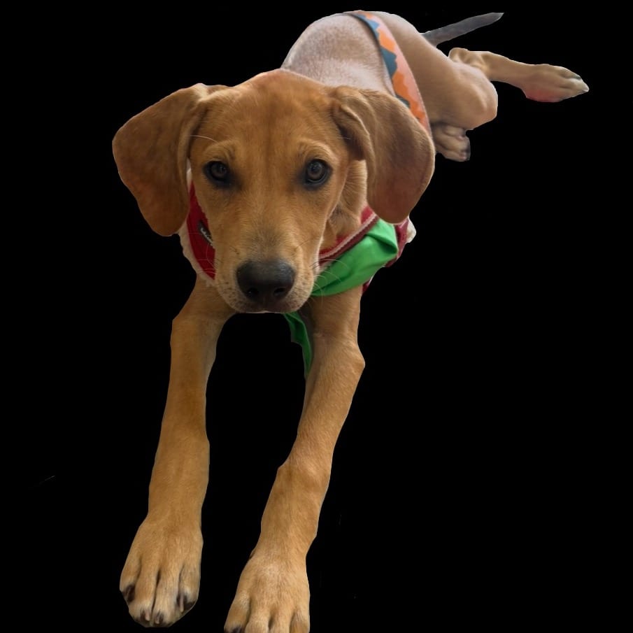Photo of Enchilada, adoptable Mixed Breed (Small) in Milton, Florida