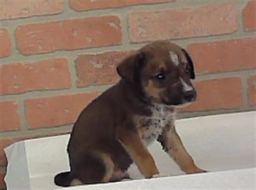 Photo of Harry, adoptable Australian Cattle Dog/Blue Heeler in Houston, Texas