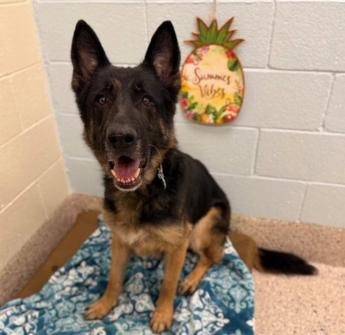 Photo of Chico, adoptable German Shepherd Dog in Brighton, Colorado