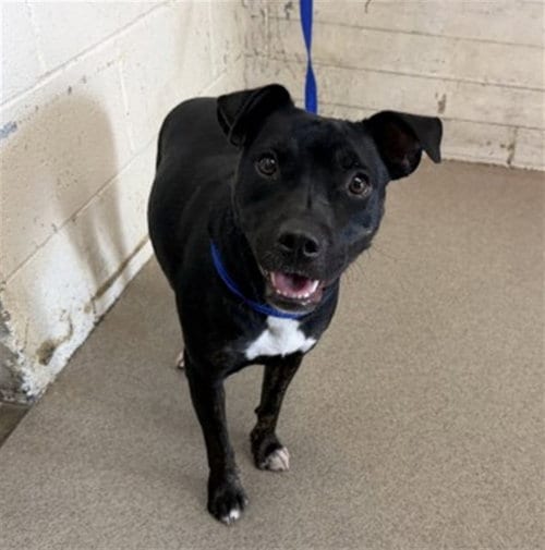 Photo of India, adoptable American Pit Bull Terrier in San Bernardino, California