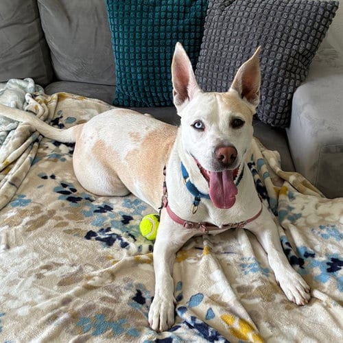 Photo of Daisy, adoptable Husky in Alameda, California