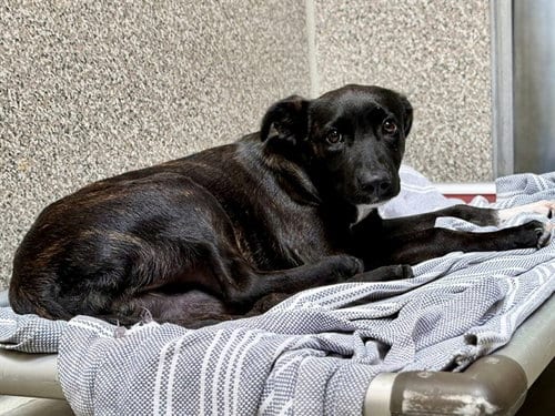 Photo of Cheese, adoptable Belgian Shepherd Malinois in Santa Rosa, California