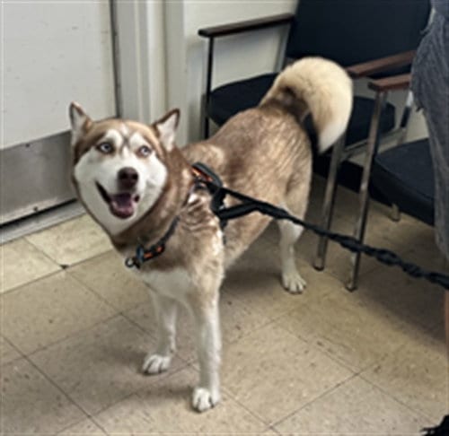 Photo of Memosa, adoptable Siberian Husky in Killeen, Texas