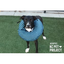 Photo of Memphis, adoptable Mixed Breed (Medium) in Kansas City, Missouri