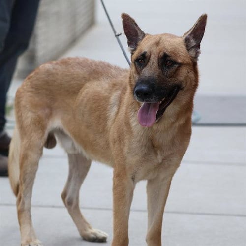 Photo of Mick, adoptable German Shepherd Dog in Modesto, California