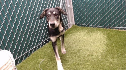 Photo of Cosmos, adoptable Labrador Retriever in Downey, California