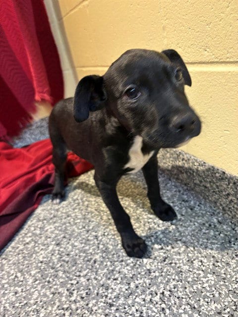 Photo of Crew, adoptable Labrador Retriever in Brewster, Massachusetts