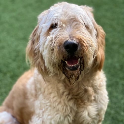Photo of Teddy, adoptable Poodle (Standard) in Burlingame, California