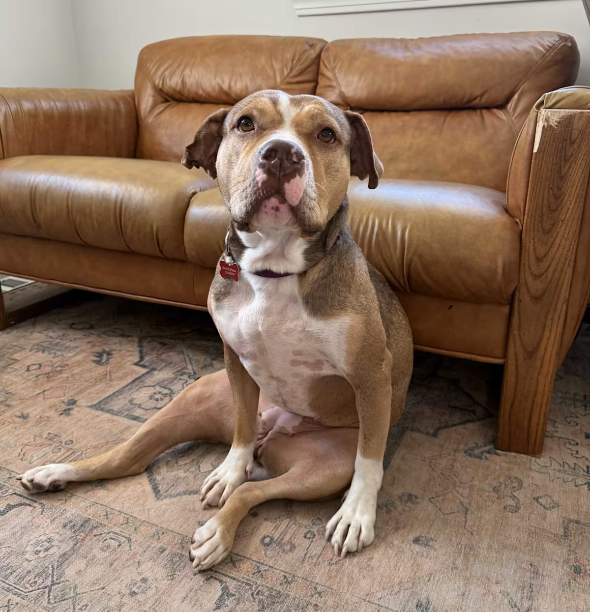 Photo of Eclipse, adoptable American Bulldog/Mixed Breed (Medium) in St. Clair Shores, Michigan