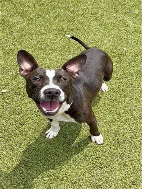 Photo of Leonard, adoptable American Pit Bull Terrier in Newton, North Carolina