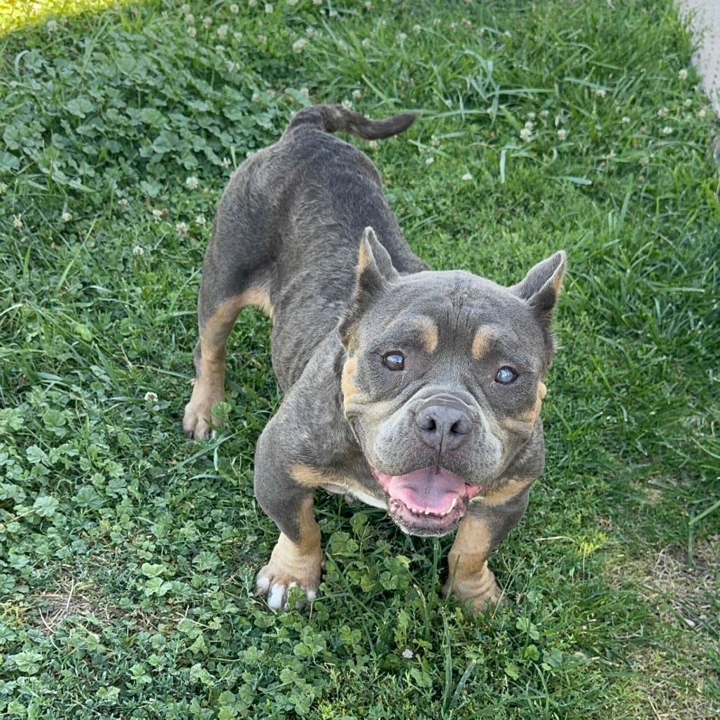 Photo of Gabby, adoptable Bulldog in California, California