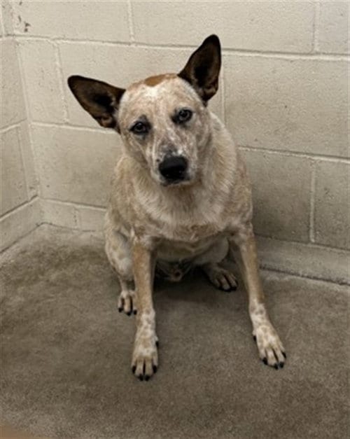 Photo of Toby, adoptable Australian Cattle Dog/Blue Heeler in San Bernardino, California