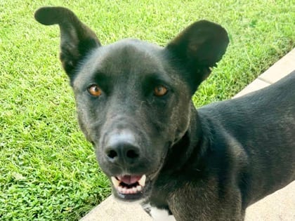 Photo of Ruth, adoptable dog in Georgetown, Texas
