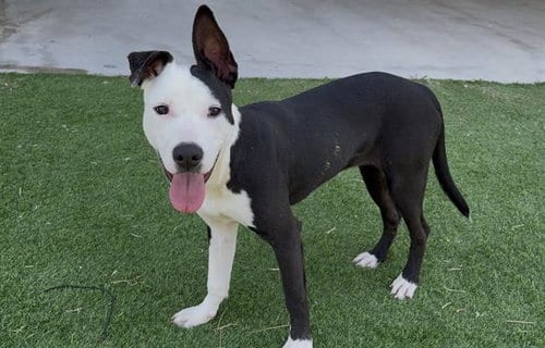 Photo of Cherry Pie, adoptable American Staffordshire Terrier in Grand Prairie, Texas