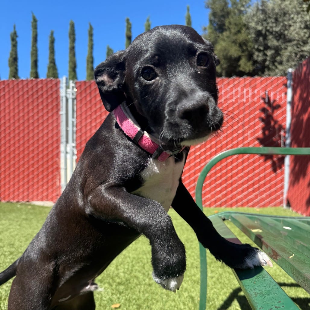 Photo of Damon, adoptable Boxer / Mix in Buellton, California