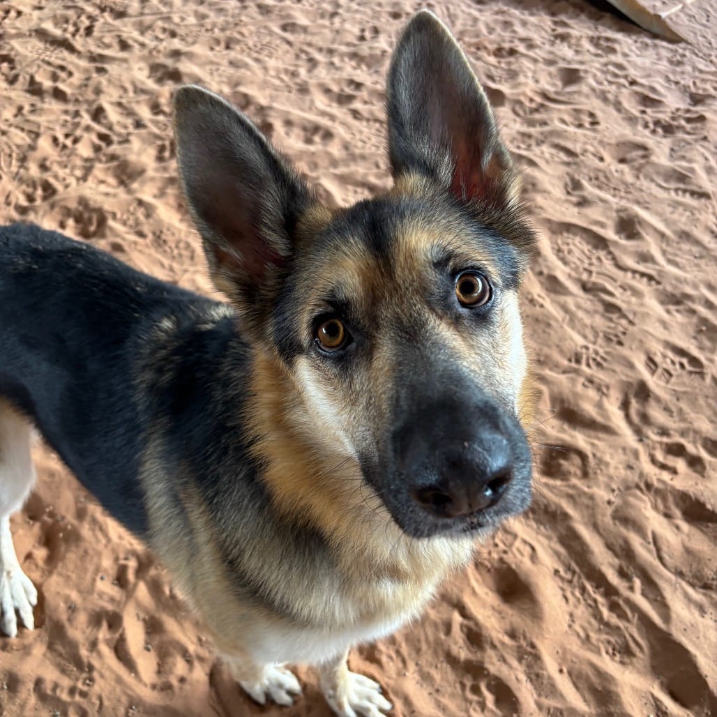 Photo of Mimi, adoptable Shepherd, German / Mix in Kanab, Utah