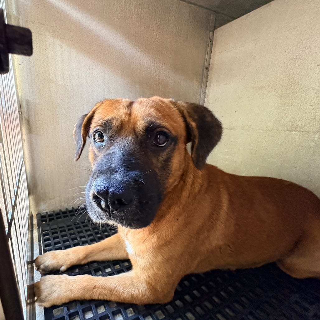Photo of Spike, adoptable Terrier, American Pit Bull / Mix in Brownsville, Texas