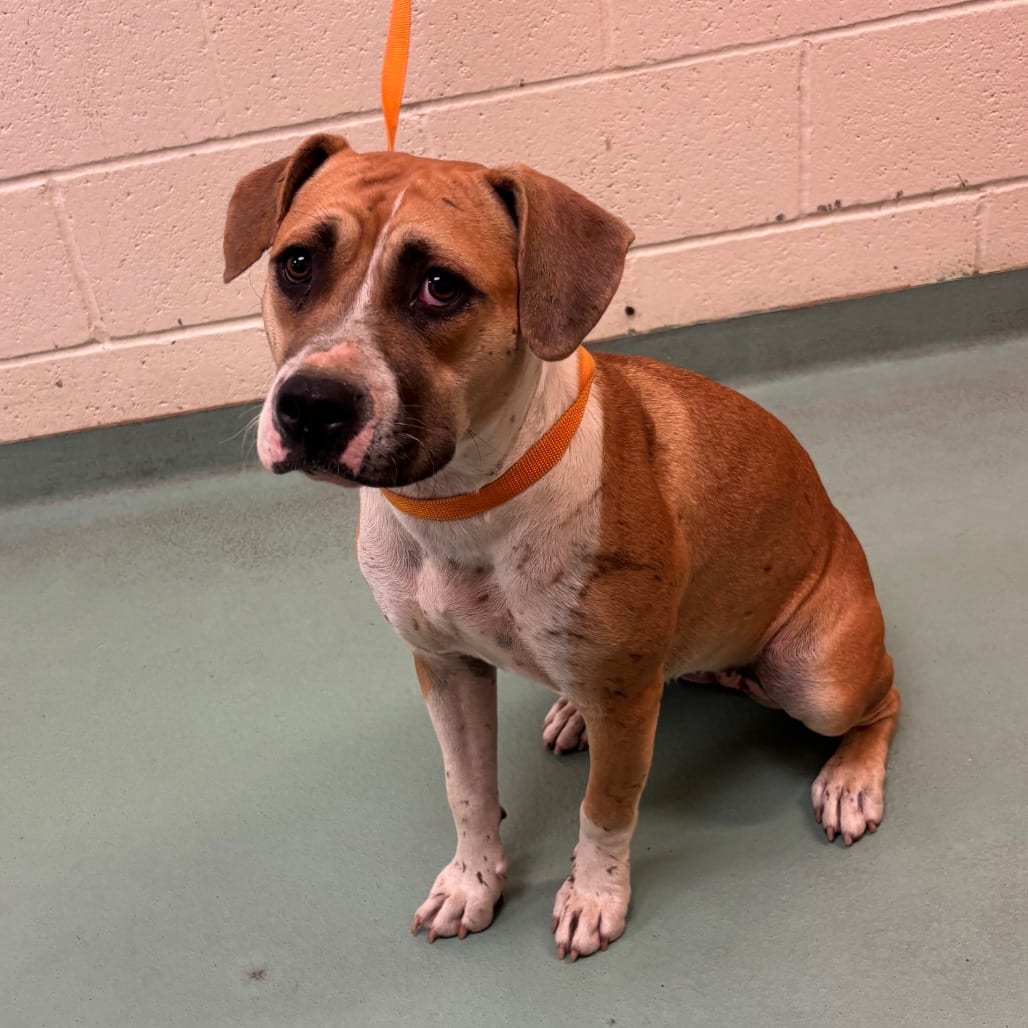 Photo of Cece, adoptable dog