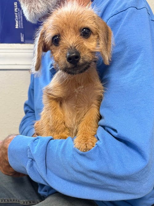 Photo of Morty, adoptable Dachshund in Bolivar, Missouri