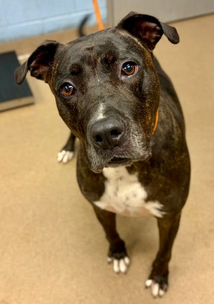 Photo of Maxxi, adoptable dog in Chamblee, Georgia