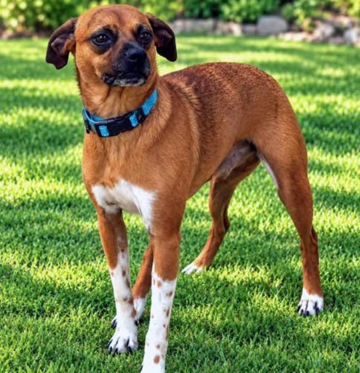 Photo of Grant, adoptable Chihuahua in Franklin, Tennessee