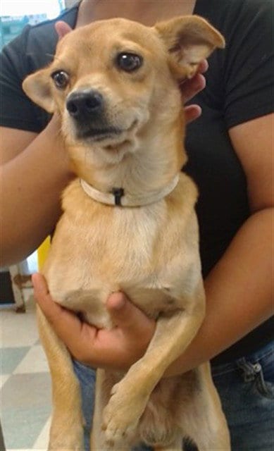 Photo of A480774, adoptable Chihuahua in Oklahoma City, Oklahoma