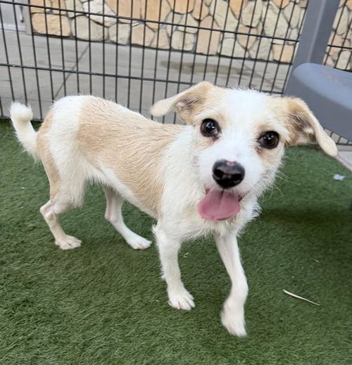 Photo of Jessie, adoptable Cairn Terrier in Sacramento, California