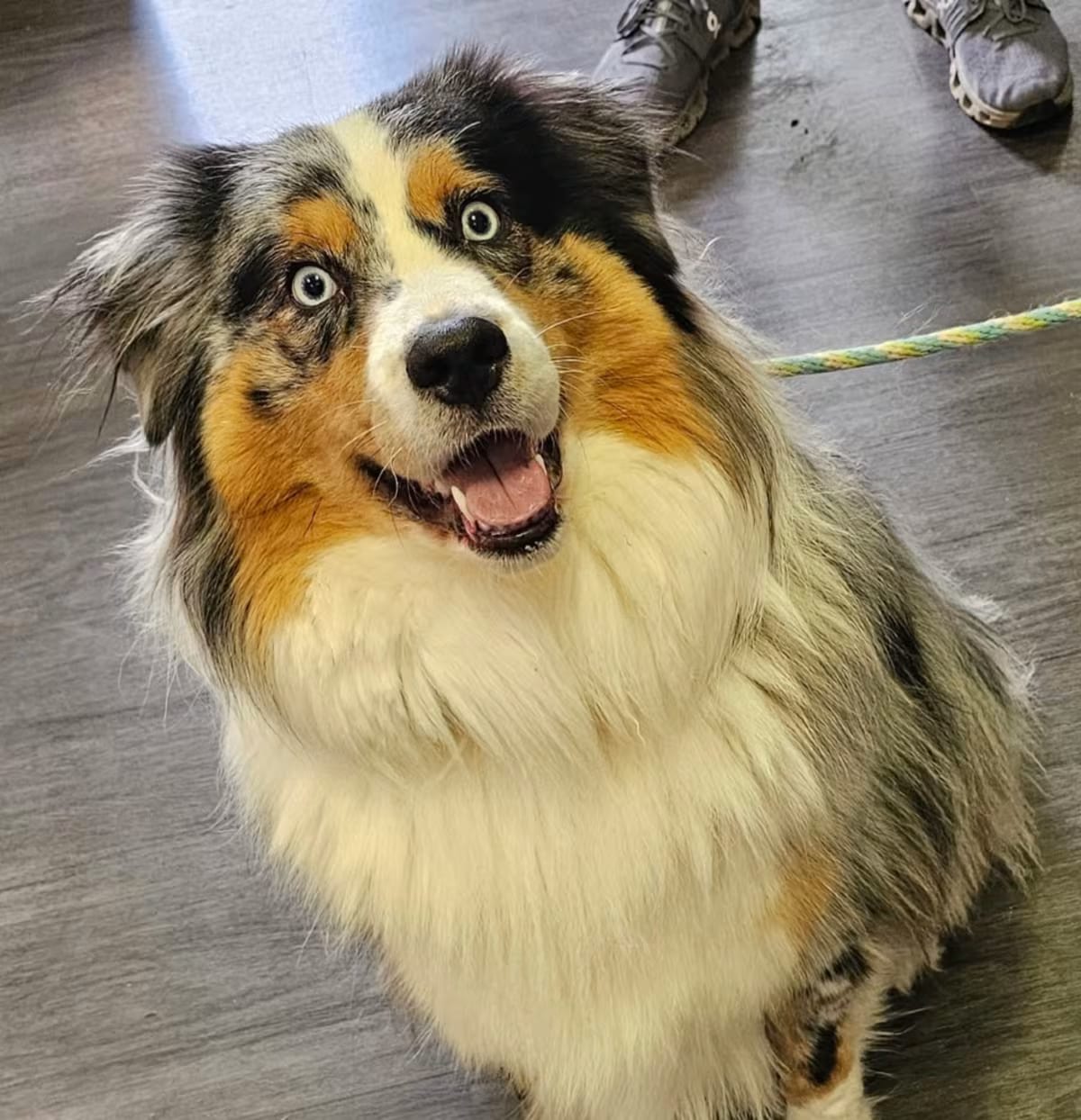 Photo of Blue 22868, adoptable Australian Shepherd/Mixed Breed (Large) in Cumming, Georgia