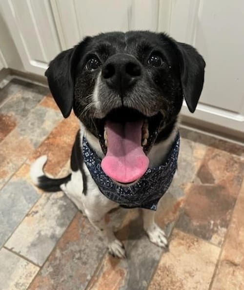 Photo of Winnie, adoptable Pointer in Atlanta, Georgia