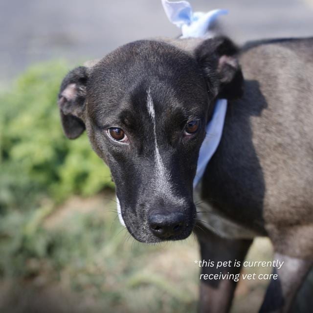 Photo of Seigfried, adoptable dog in San Antonio, Texas