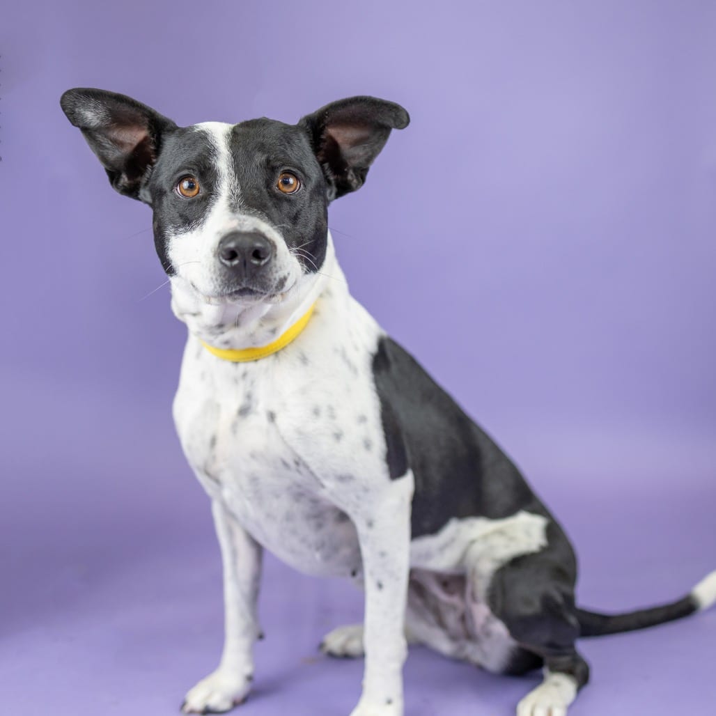 Photo of Duchess, adoptable Collie, Border / Mix in Portland, Oregon