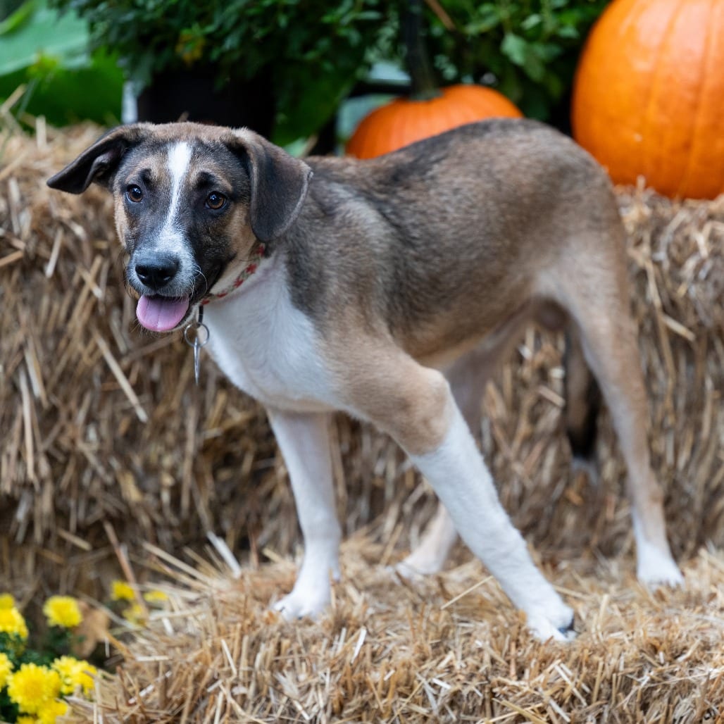 Photo of Rodrick, adoptable Hound in Wake Forest, North Carolina
