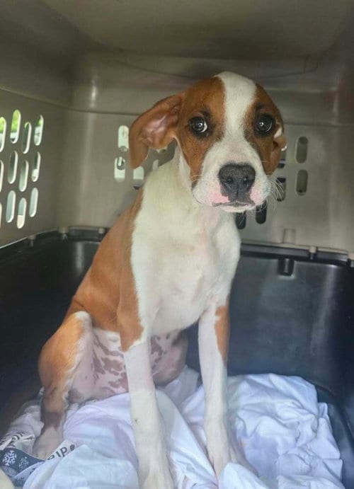 Photo of Sibbies : Bruce, adoptable Boxer in Aurora, Indiana