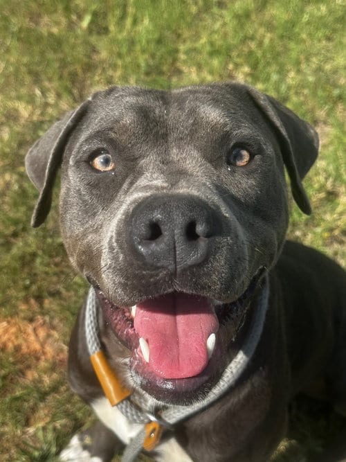 Photo of Bow, adoptable Pit Bull Terrier in Newcastle, Oklahoma