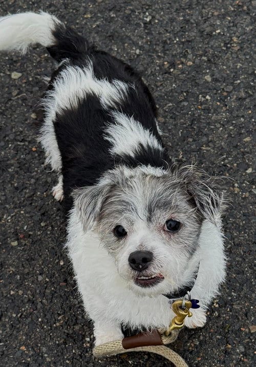 Photo of Gordita, adoptable Shih Tzu in Oak Bluffs, Massachusetts