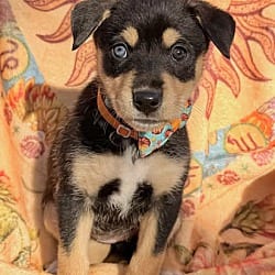Photo of Honey, adoptable Husky Shepherd (Unknown Type) in Salem, Oregon