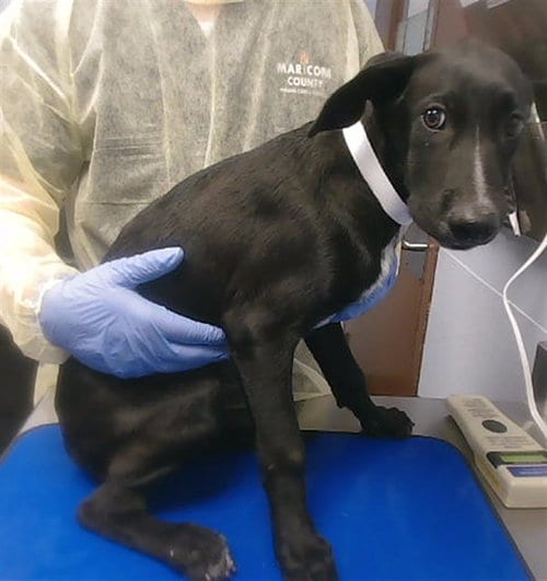 Photo of Marjorie, adoptable Belgian Shepherd Malinois in Phoenix, Arizona