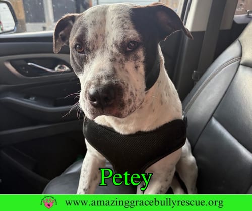 Photo of Petey, adoptable American Bulldog in Milton, Florida