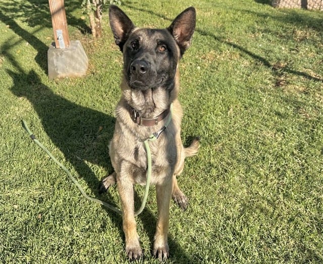 Photo of Senior Belgian Malinois, adoptable Belgian Malinois in Devore, California