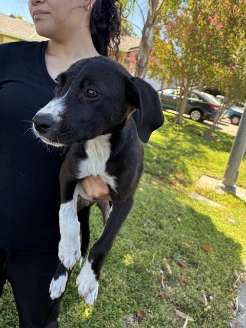 Photo of Glitter, adoptable Labrador Retriever in Stockton, California