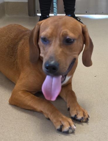 Photo of Little Andy, adoptable Labrador Retriever in Decatur, Illinois